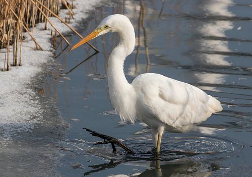 Grote Zilverreiger