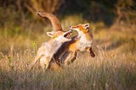 Fighting Foxes van Pim Leijen thumbnail