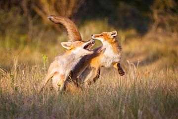 Fighting Foxes van Pim Leijen