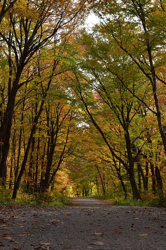 Een landweg in de herfst