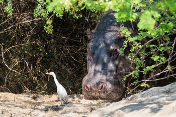 Nijlpaard met begeleidende vogel in de Okavango