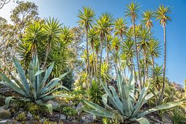 Jardin Exotique, Roscoff, Bretagne