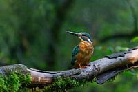 Kingfisher on a branch