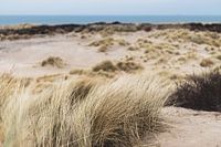 Dunes in the Westduinpark in Scheveningen
