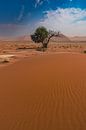 Desert lines in the Namib dunes of Namibia, Africa by Patrick Groß thumbnail