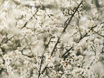 Witte bloemetjes van Lisa Bouwman