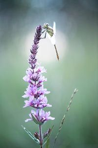 Libelle im ersten Morgenlicht.
