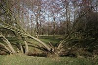 Wyldemerk