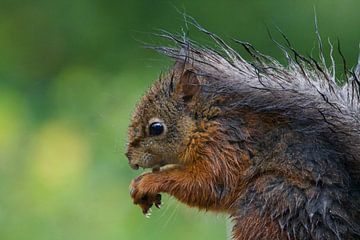 Ein nasses Eichhörnchen von Sandy Kruf