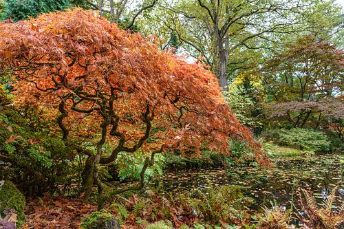 De Japanse Tuin van Landgoed Clingendael.