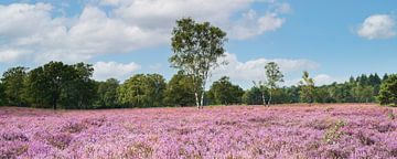 Uitgestrekt bloeiend heideveld in de zon, De Kampina