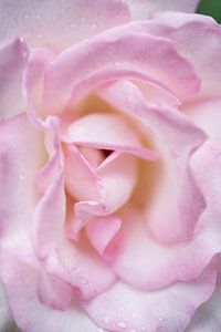 Große rosa Rose mit Regentropfen