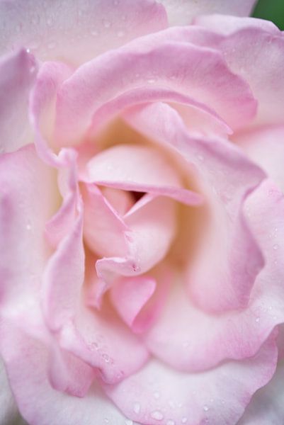 Große rosa Rose mit Regentropfen von Iris Holzer Richardson