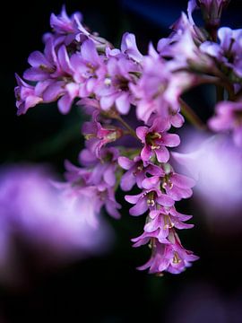 The flower of Bergenia