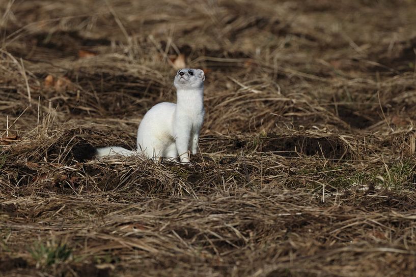 Ermine (Mustela erminea) Germany by Frank Fichtmüller