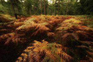 Herfst van Moetwil en van Dijk - Fotografie