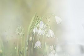 Spring Snowbell, macht sich gut auf Leinwand oder als ArtFrame, zum Beispiel