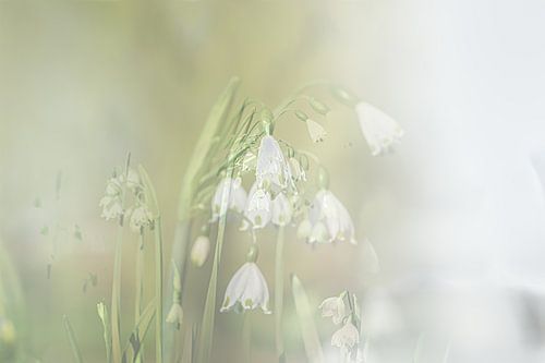 Lenteklokje, doet het goed op bijvoorbeeld canvas of als artFrame