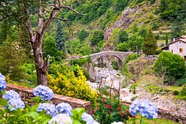 Pyreneeën van Johan Habing