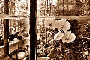Orchidee sepia