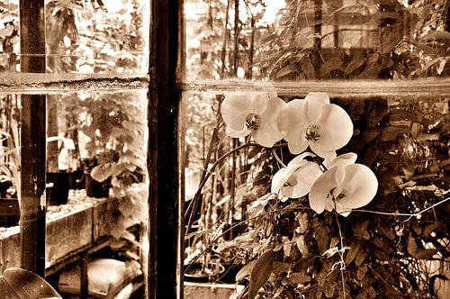 Orchidee sepia van Alice Sies