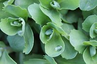 Drops on the green