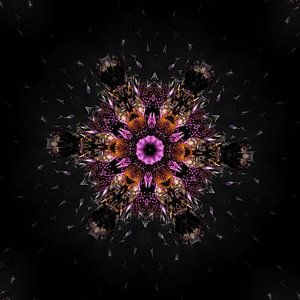 Hypnotische Distel