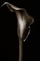 Calla Lily - In Stone III