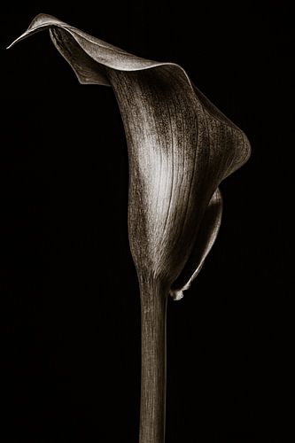 Calla Lilie - In Stein III