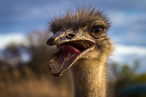 Grappige Struisvogel