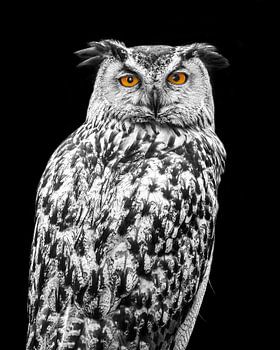 Hibou noir et blanc avec des yeux de couleur