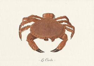 Le Crabe