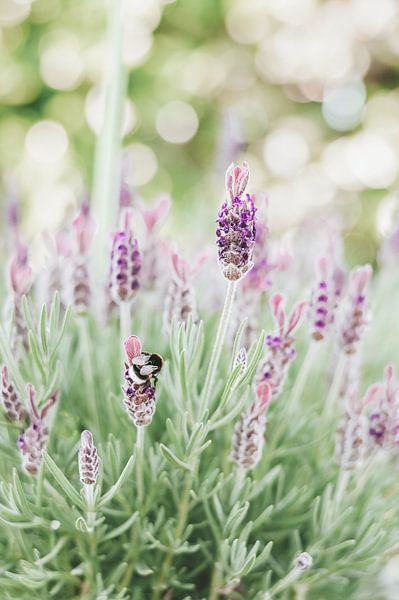 Bumblebee by FotoCompliment