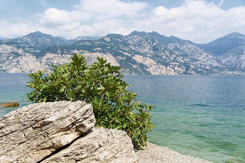 Vijgenboom aan de oever van het Gardameer