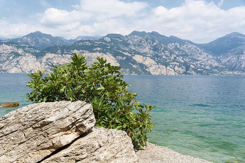 Fig tree on the shore of Lake Garda by Heiko Kueverling