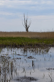 Lonely bare tree 2 by Erik Buitenhuis