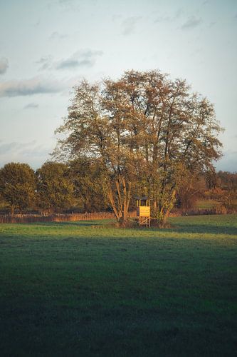 De jachtstoel van de jager voor een boom in een weide in het gouden avondlicht.