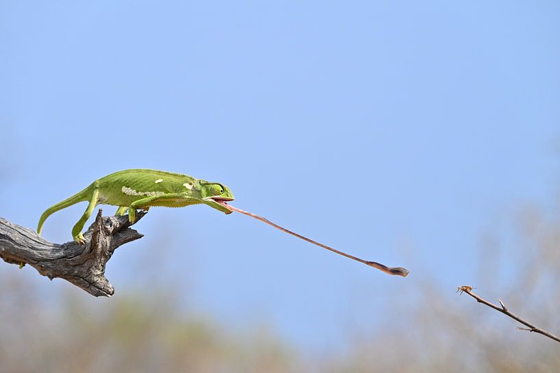Chameleon catching an insect by Robert Styppa