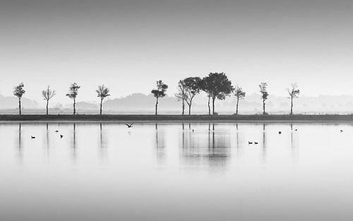 Vogels op het water Schildwolde