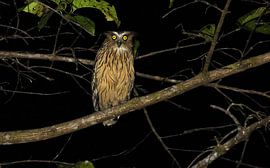 Malaiische Seehuhn von Bjorn Alards