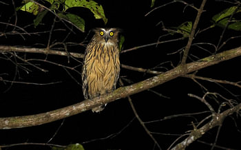 Malayan spotted eel
