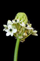 white flower against black background