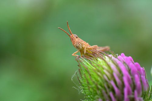 Kleine sprinkhaan