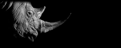 Rhino