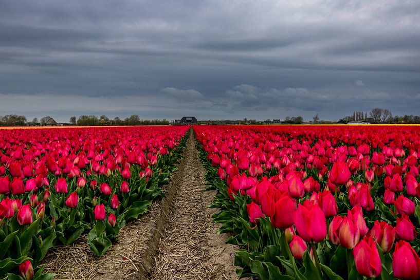 Red tulips with threatening sky by peterheinspictures