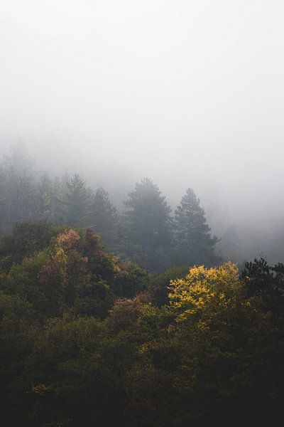 Une forêt d'automne enveloppée de brouillard par Patrik Lovrin