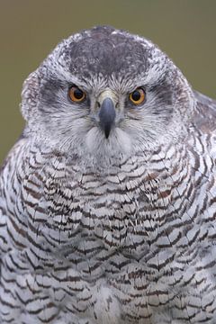 Havik (Accipiter gentilis) van Ronald Pol