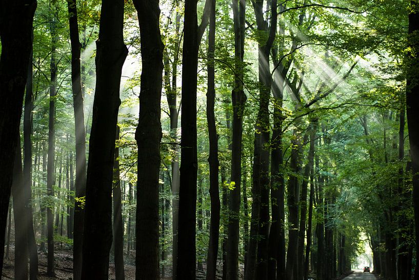 Majestic forest with sunbeams through the trees by Dorota Talady