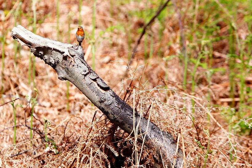 Tenderness in Nature - Robins in the Amsterdam Water Supply Dunes by Hans van Oort