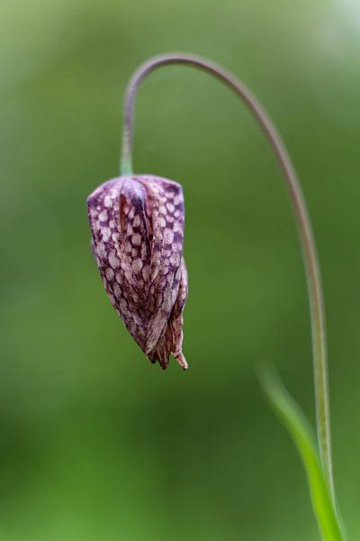 Kievitsbloem von @Unique